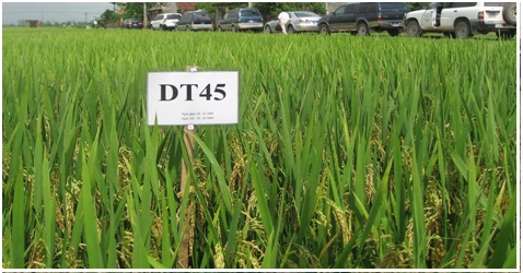 ​Giống lúa DT45 - Bộ môn Đột biến và ưu thế lai