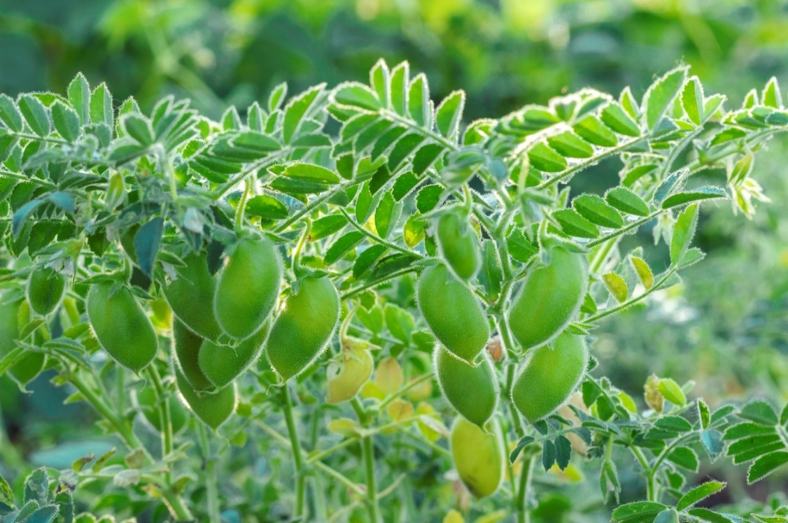 Các chuyên gia Ấn Độ phát triển đậu xanh chịu hạn dinh dưỡng cao