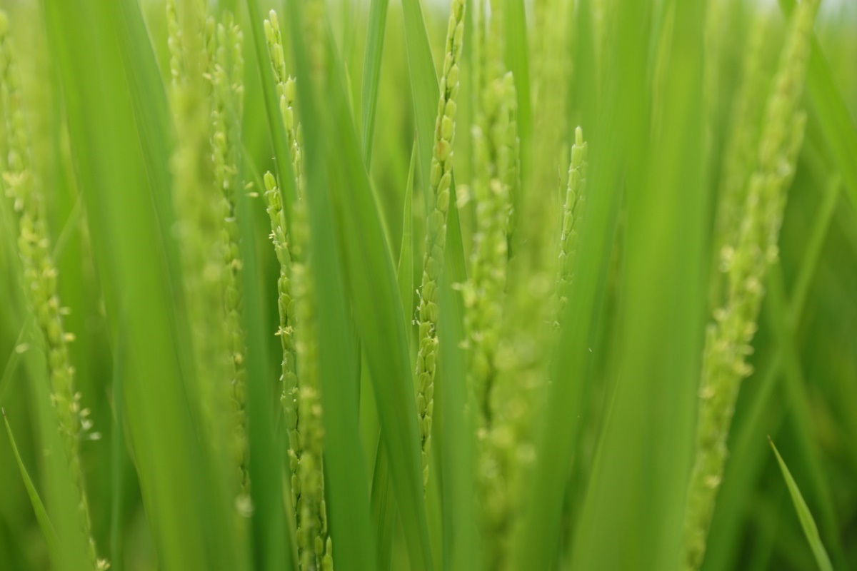 Các chuyên gia phát hiện ra các protein ở lúa quan trọng cho sự thụ phấn