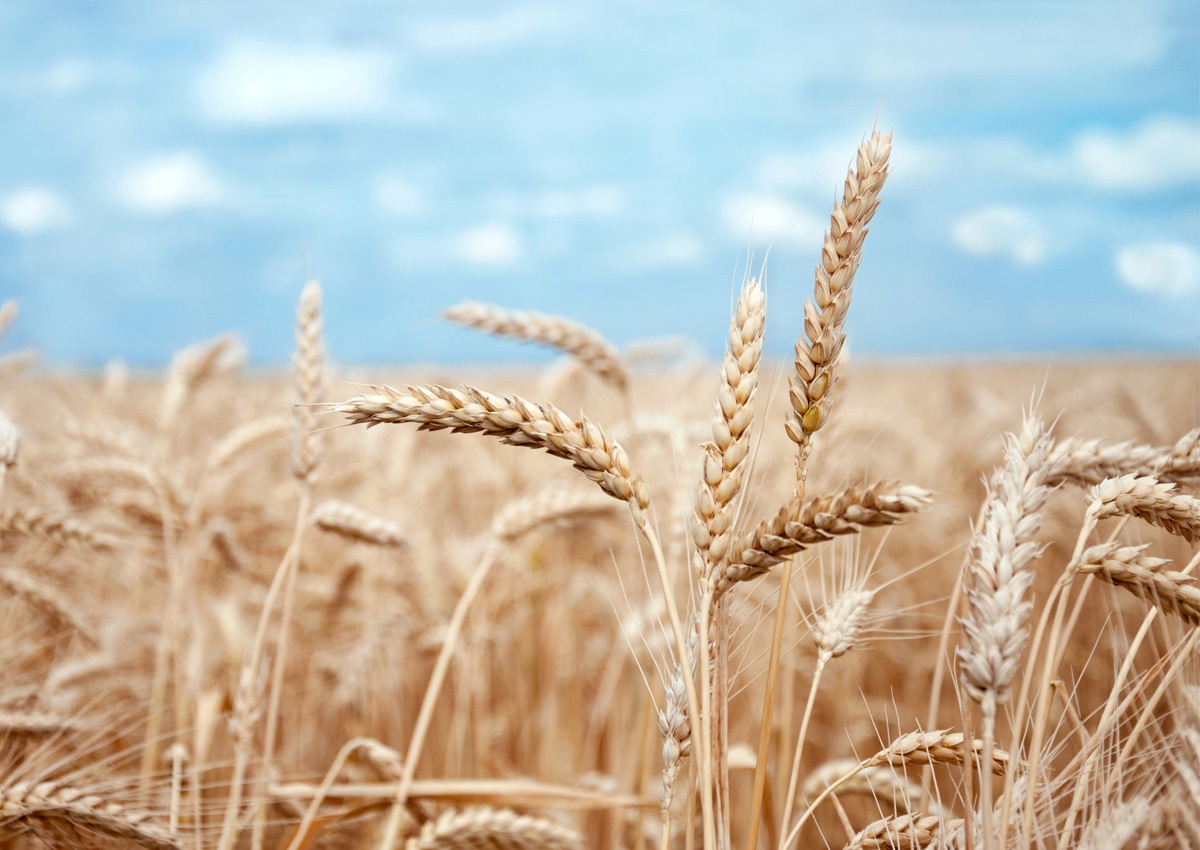 Phát hiện về di truyền giải thích tính kháng natri của cây lúa mạch