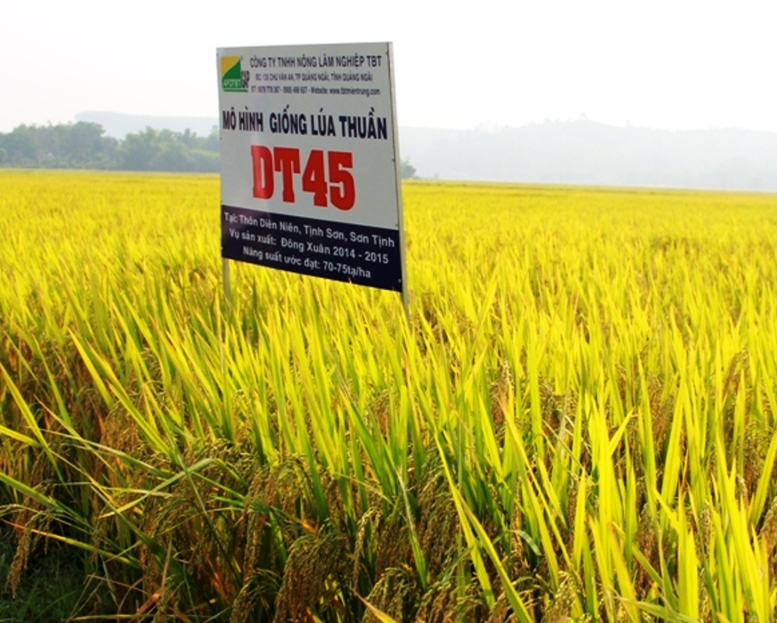 Giống lúa DT45 được công nhận tại Nam Trung Bộ và Tây Nguyên