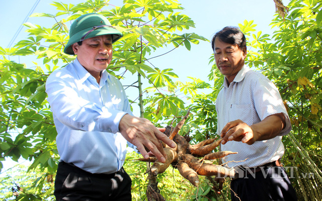 Thay thế sắn bị khảm lá bằng giống cây kháng bệnh