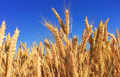 Ba gen lúa mì liên kết với tính trạng năng suất hạt 