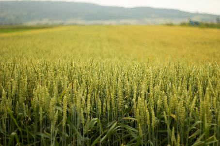 Công cụ genomic quy mô lớn để cải thiện lúa mì
