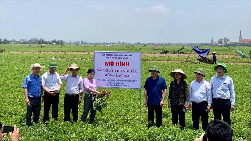 Đoàn công tác đến thăm mô hình giống lạc kháng bệnh đốm muộn