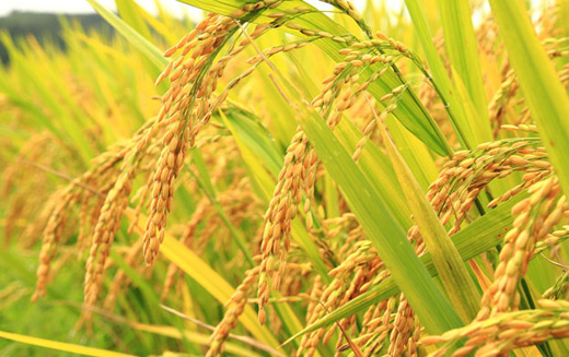 Một nông dân lai tạo thành công nhiều giống lúa mới