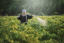 NGHIÊN CỨU CHO THẤY VIỆC ỨNG DỤNG CÂY TRỒNG BIẾN ĐỔI GEN CÓ THỂ CẢI THIỆN SỨC KHỎE CỦA NÔNG DÂN Ở TRUNG QUỐC 