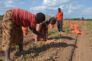 CÁC NHÀ NGHIÊN CỨU RWANDAN THẢO LUẬN VỀ VIỆC ÁP DỤNG CÂY TRỒNG BIẾN ĐỔI GEN