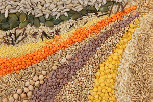 CÁC CHUYÊN GIA XEM XÉT CÁC TÁC ĐỘNG KINH TẾ VÀ XÃ HỘI CỦA LÀM GIÀU DINH DƯỠNG (BIOFORTICATON) BẰNG CÔNG NGHỆ SINH HỌC