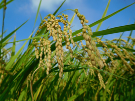 Các nhà khoa học khám phá ra cách làm cho cây lúa nhân đôi giống hệt thông qua hạt giống