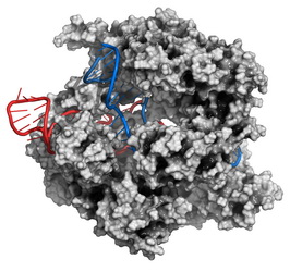 HỆ THỐNG CAS NUCLEASE HOẠT ĐỘNG TỐT NHẤT