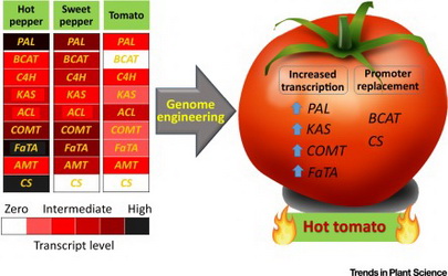Chỉnh sửa gen để phát triển cà chua cay GM