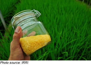 Gạo vàng có hàm lượng dinh dưỡng tương tự như gạo truyền thống ngoại trừ hàm lượng tiền vitamin A tăng