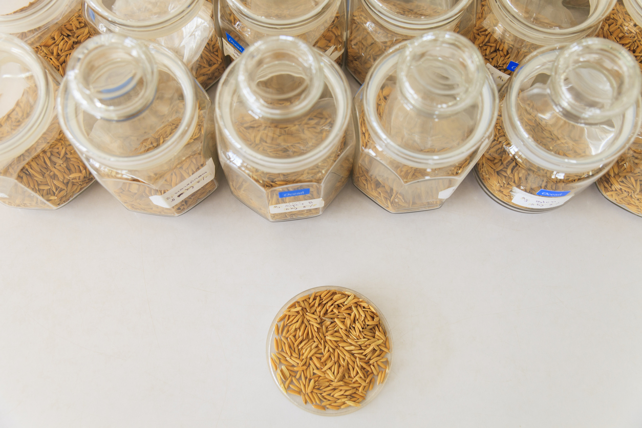Đột biến OsNramp5 ảnh hưởng đến tích lũy Cd và các đặc điểm nông học trong lúa gạo 