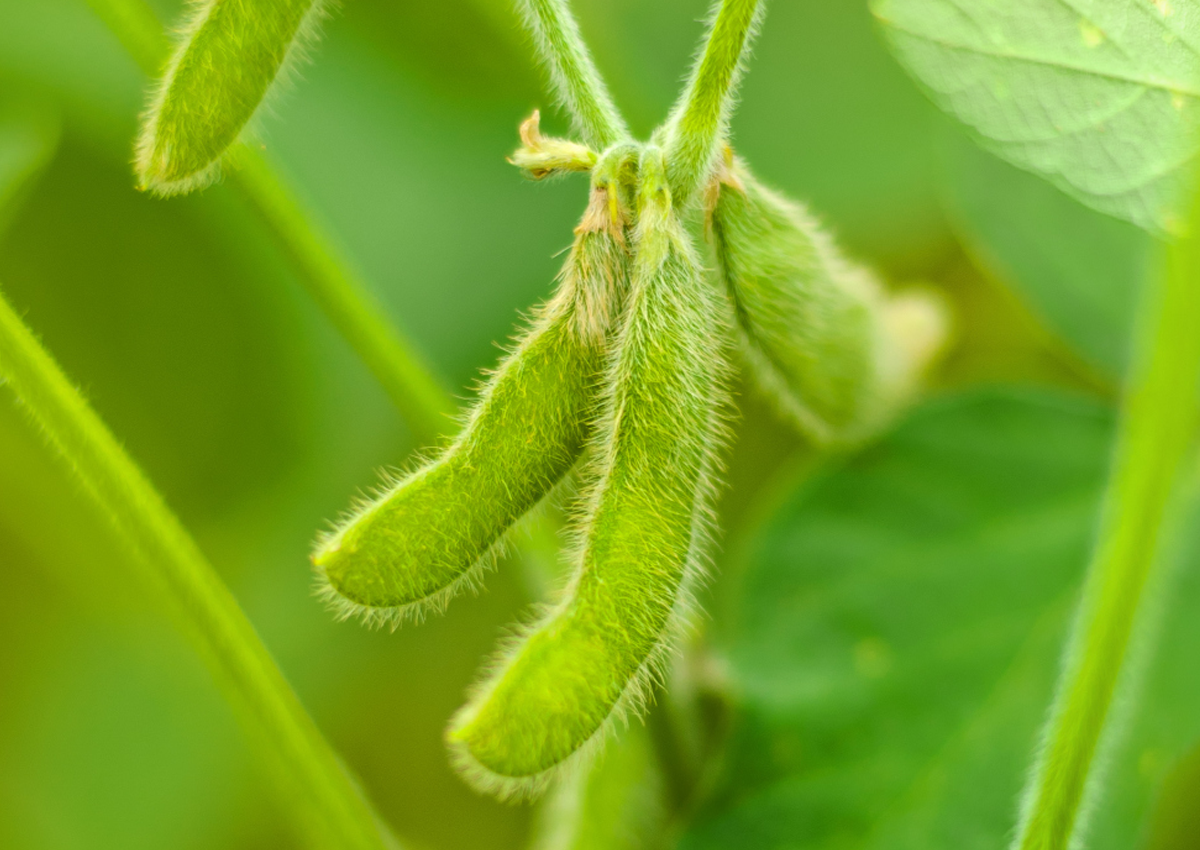 BASF ra mắt đậu tương đa tính trạng kháng thuốc diệt cỏ 