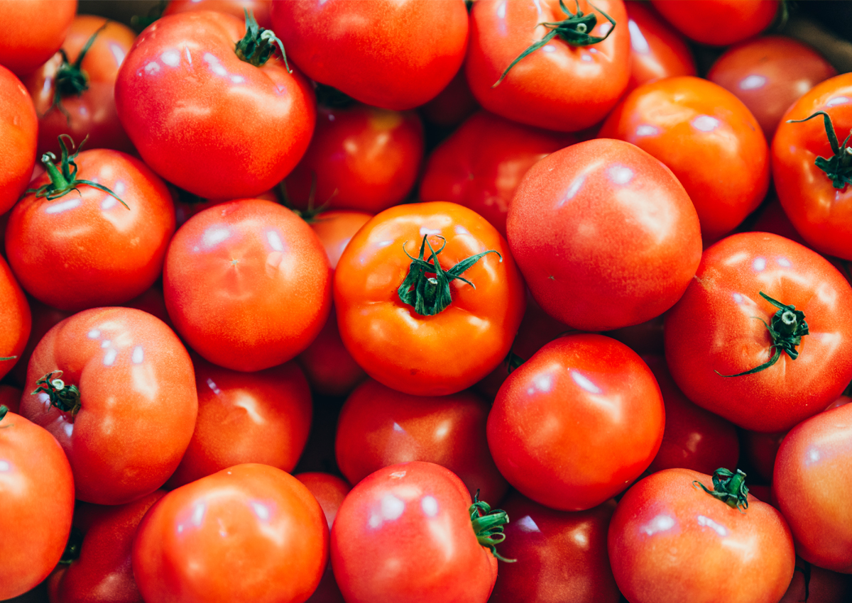 Các gen nhảy của Cà chua có thể giúp chọn giống nhanh các cây trồng kháng hạn 