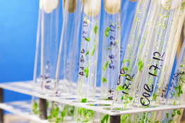 CÁC NHÀ NGHIÊN CỨU TẠO RA KHÁNG POTYVIRUS Ở ARABIDOPSIS BẰNG VIỆC SỬ DỤNG CRISPR/CAS9