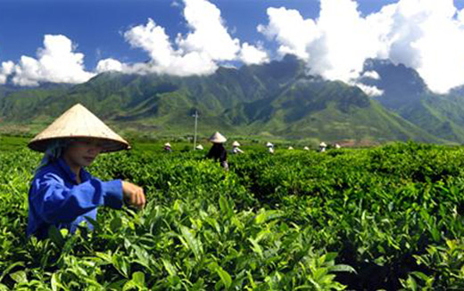 Chọn tạo thành công 4 dòng chè cho năng suất cao