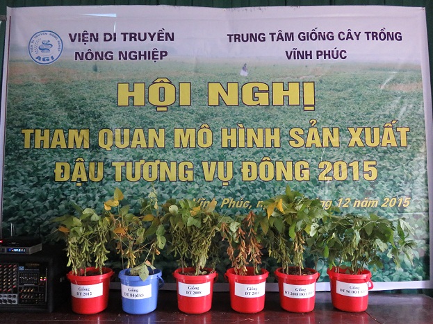 Hội nghị tham quan, đánh giá mô hình các giống đậu tương triển vọng của Viện Di truyền Nông nghiệp tại Trại sản xuất Giống cây trồng Vũ Di, Vĩnh Tường, Vĩnh Phúc