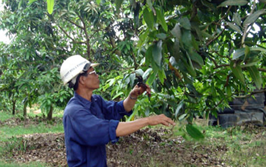 Nguyên tắc trồng và chăm sóc vườn cây ăn quả đảm bảo VSANTP